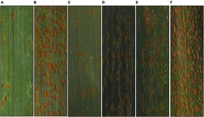 Identification and Validation of a Major Quantitative Trait Locus for Adult Plant Resistance Against Leaf Rust From the Chinese Wheat Landrace Bai Qimai